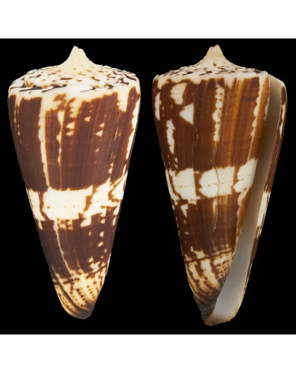 Conus Maldivus