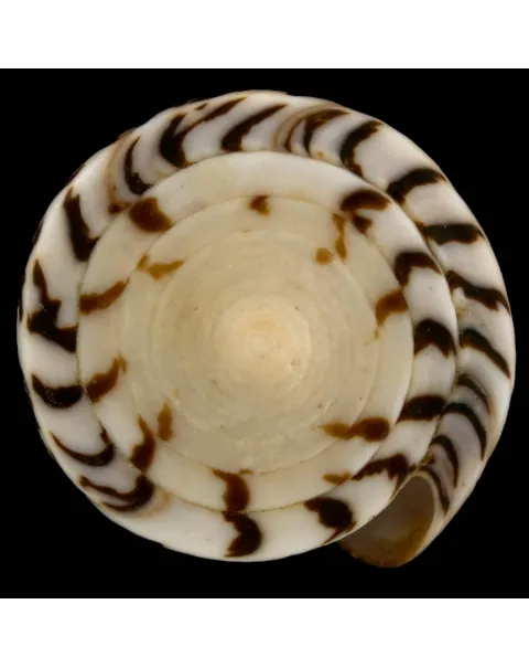 Conus (Strategoconus) Maldivus