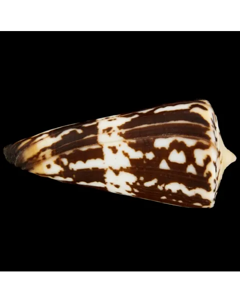 Conus (Strategoconus) Maldivus