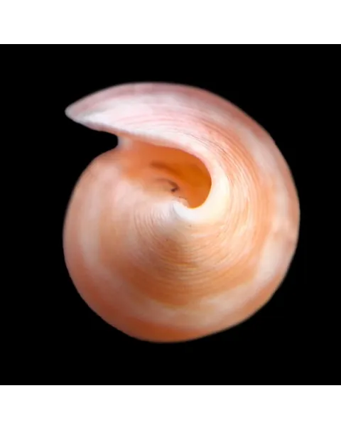 Conus Solangeae