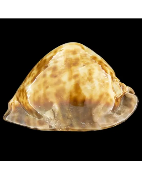 Trona Stercoraria var. Rattus