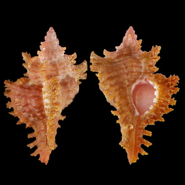 Chicoreus Strigatus Red