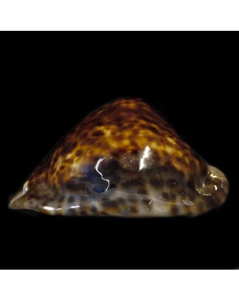 Trona Stercoraria
