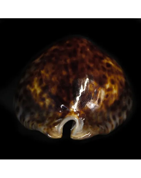 Trona Stercoraria