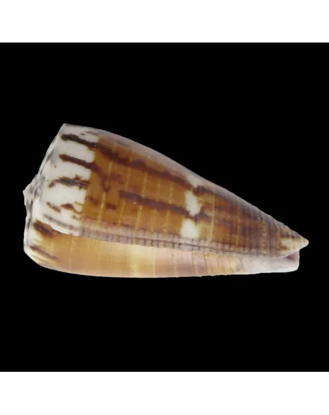 Strategoconus Vitulinus