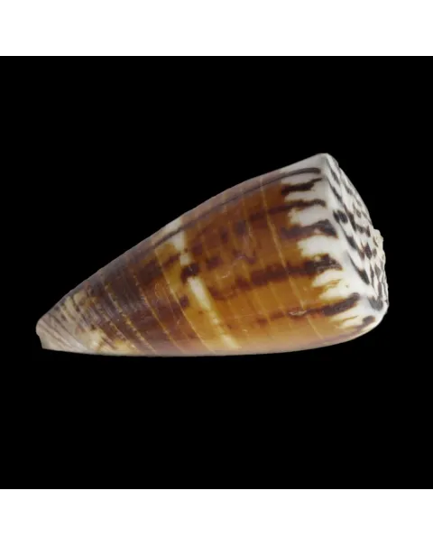 Strategoconus Vitulinus
