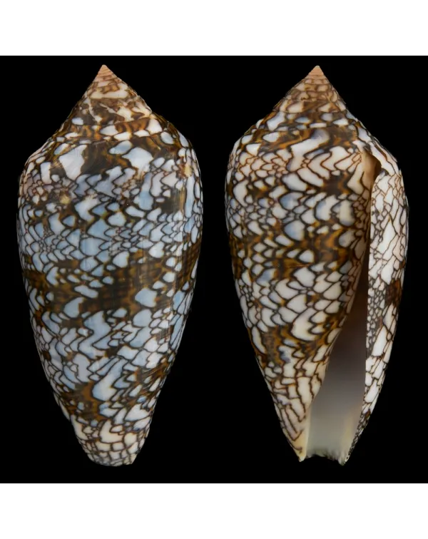 Conus Textile f. Albospiratus