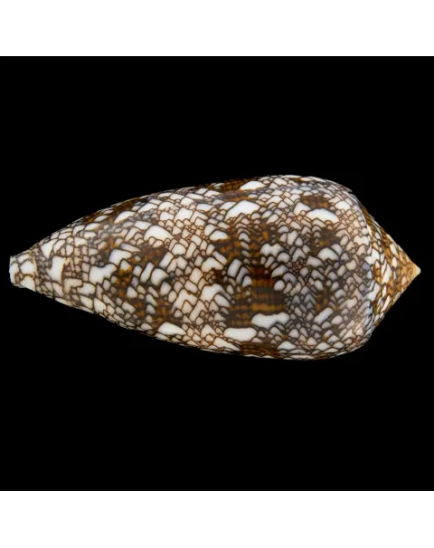 Conus Textile f. Albospiratus
