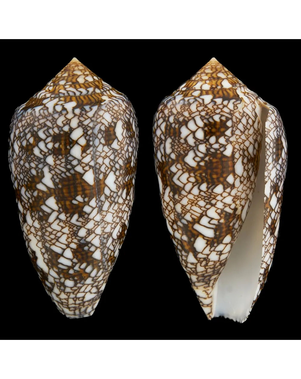 Conus Textile f. Albospiratus