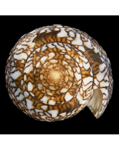 Conus Textile f. Albospiratus