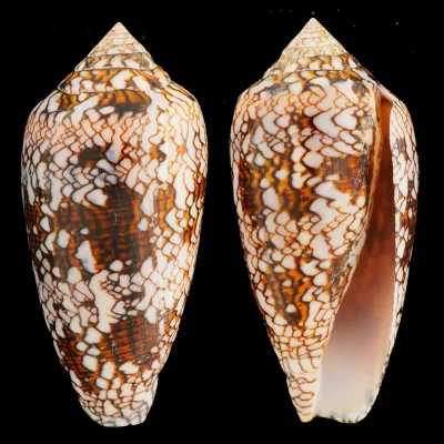Conus Textile f. Albospiratus