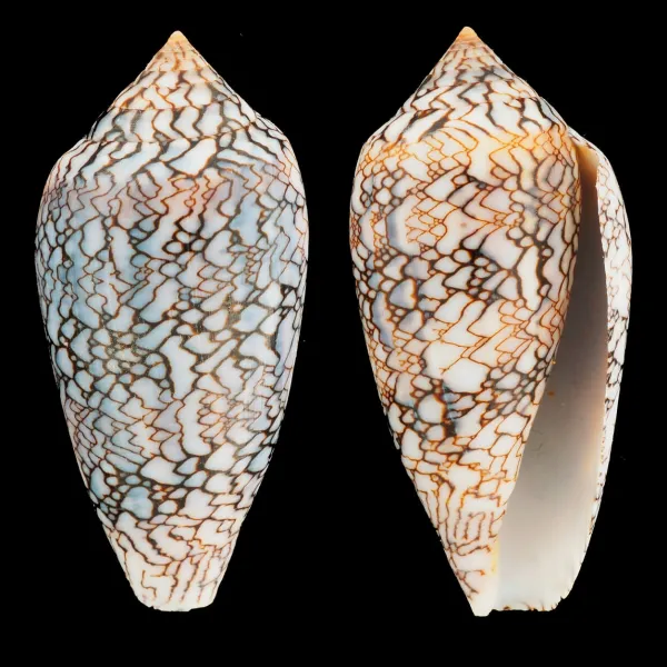 Conus Textile f. Albospiratus "Snake"