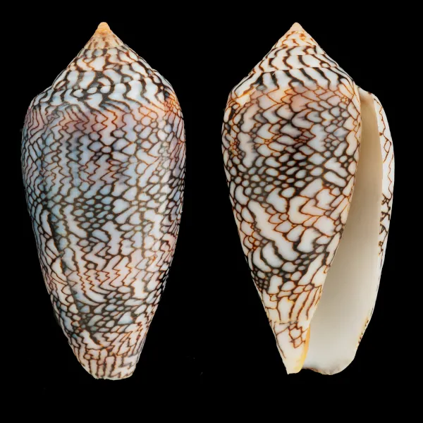 Conus Textile f. Albospiratus "Snake"