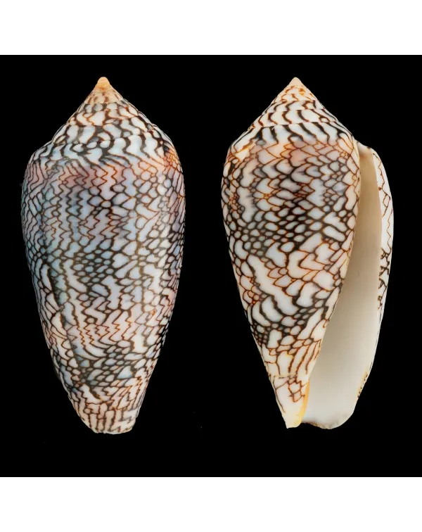 Conus Textile f. Albospiratus "Snake"