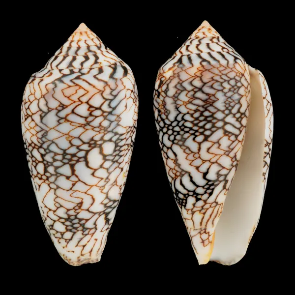 Conus Textile f. Albospiratus "Snake"