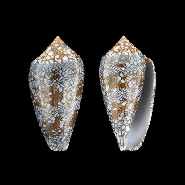 Conus Textile Textile f. Blue
