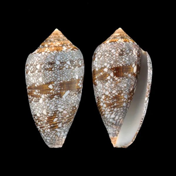 Conus Textile Textile f. Blue