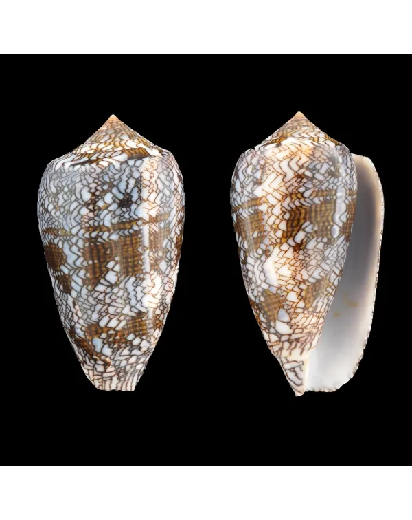 Conus Textile Textile f. Blue