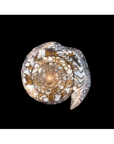 Conus Textile Textile f. Blue