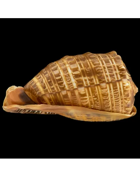 Cypraecassis Tenius