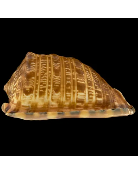 Cypraecassis Tenius