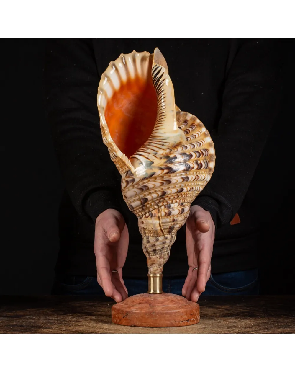 Charonia Tritonis su piedistallo