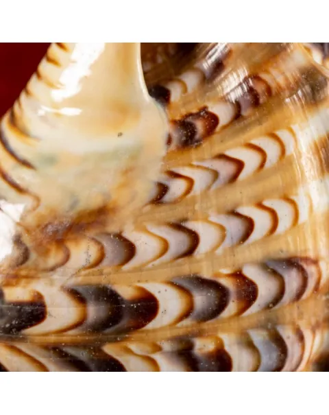 Charonia Tritonis su piedistallo