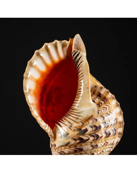 Charonia Tritonis su piedistallo