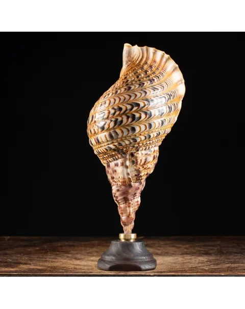 Charonia Tritonis su piedistallo