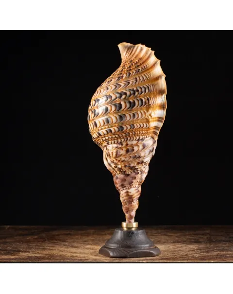 Charonia Tritonis su piedistallo