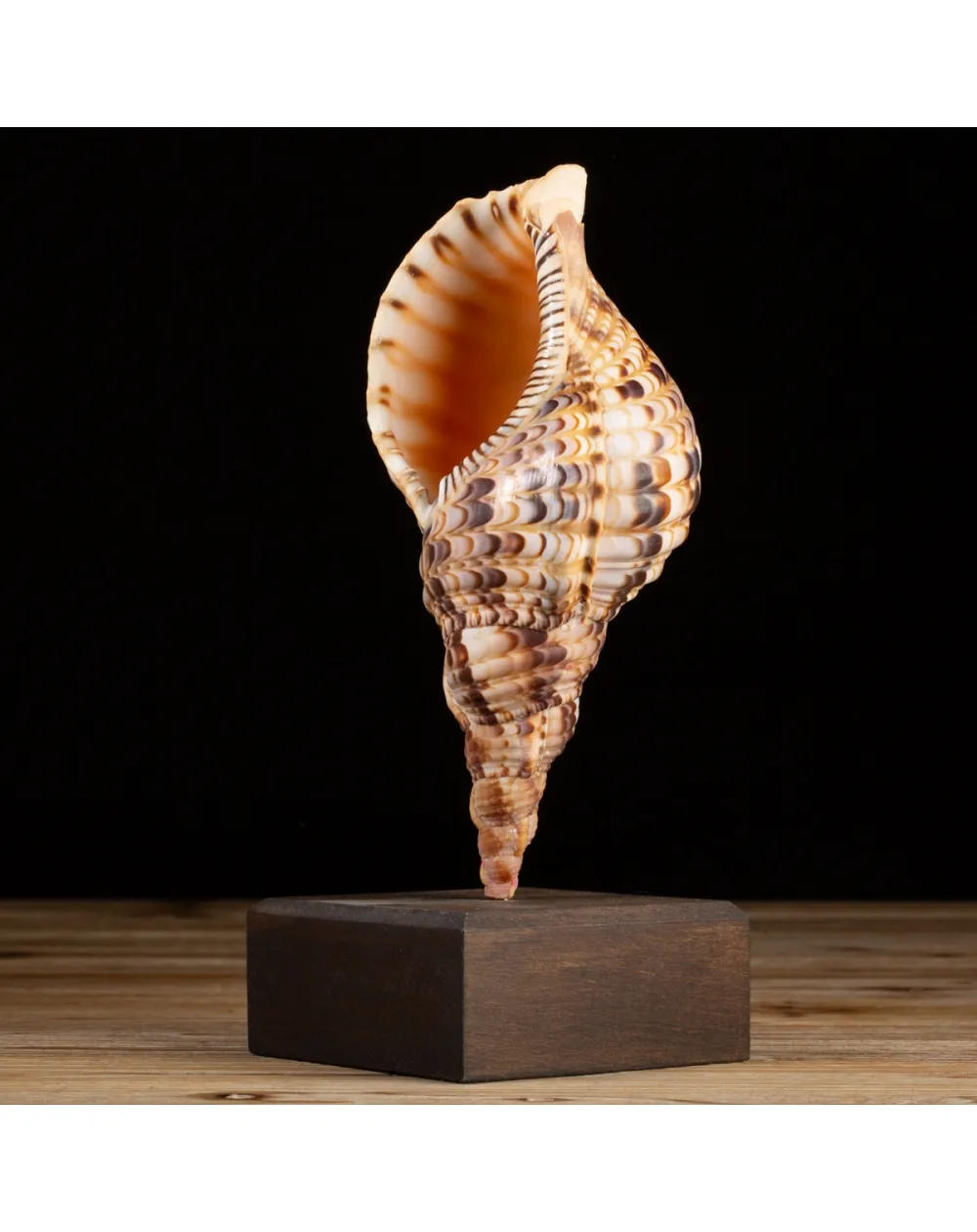 Charonia Tritonis su piedistallo