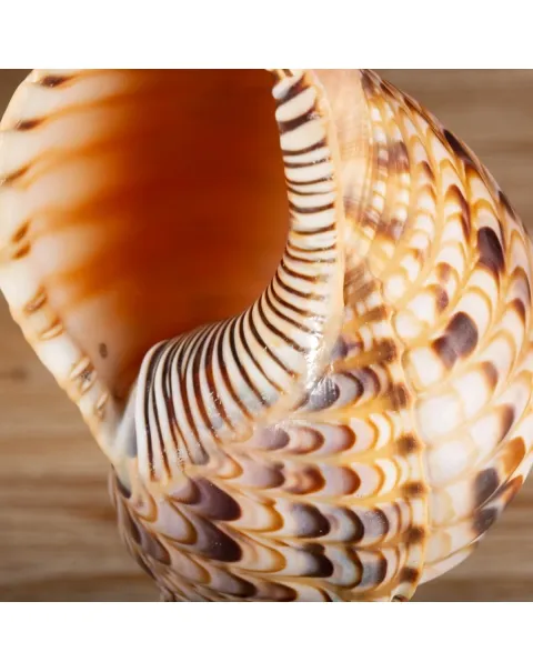 Charonia Tritonis su piedistallo