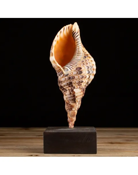 Charonia Tritonis su piedistallo