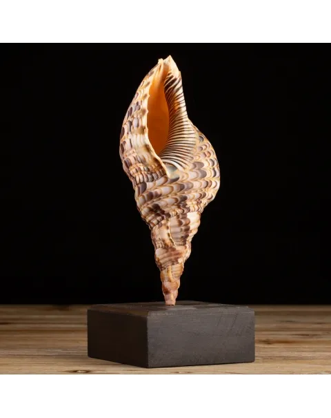 Charonia Tritonis su piedistallo