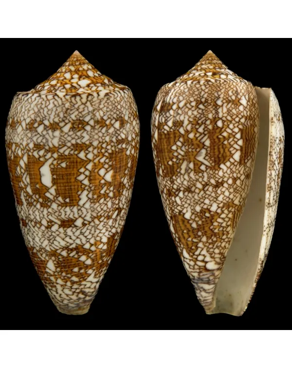 Conus Textile