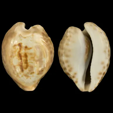 Cypraea Teulerei