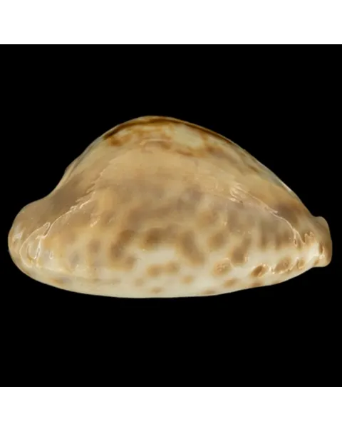 Cypraea Teulerei
