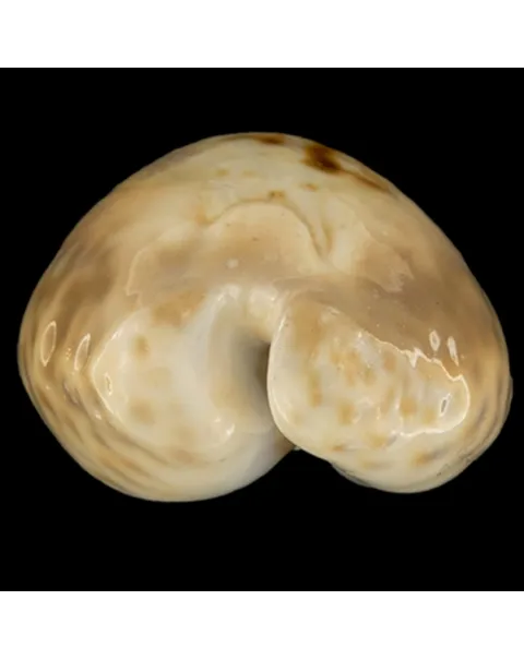 Cypraea Teulerei