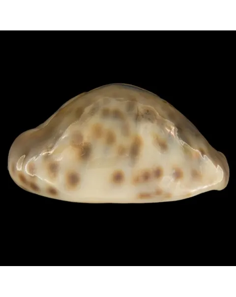 Barycypraea Teulerei