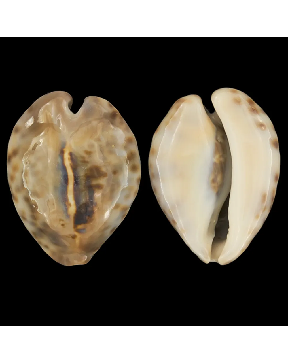 Barycypraea Teulerei