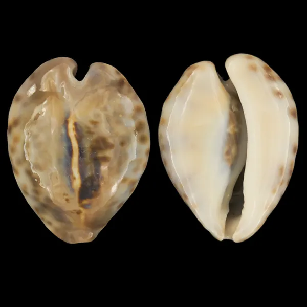 Barycypraea Teulerei