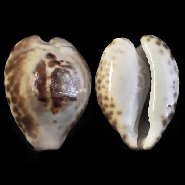 Barycypraea Teulerei