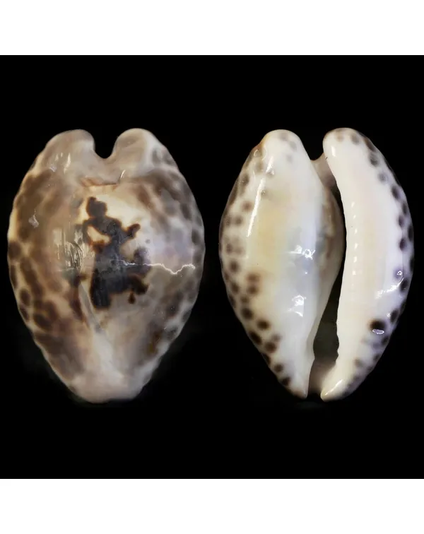 Barycypraea Teulerei