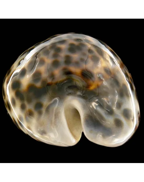Cypraea Tigris Schilderiana