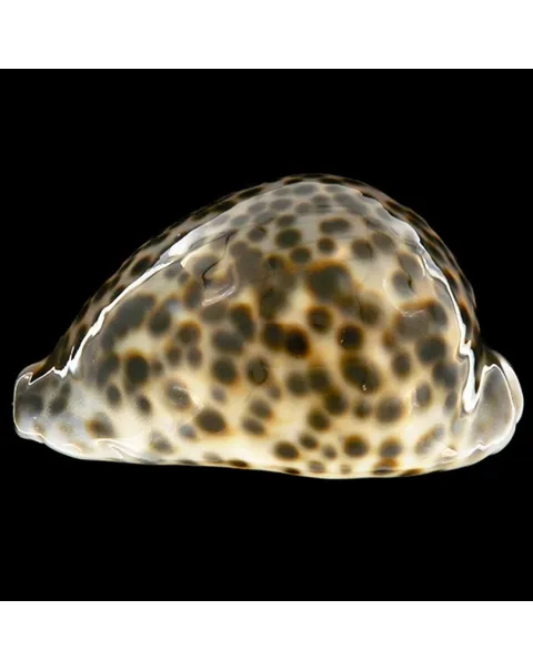 Cypraea Tigris Schilderiana