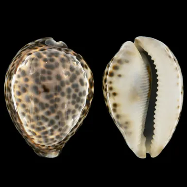 Cypraea Tigris Schilderiana
