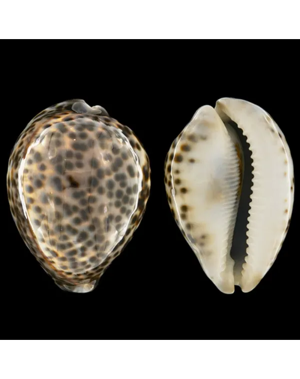 Cypraea Tigris Schilderiana