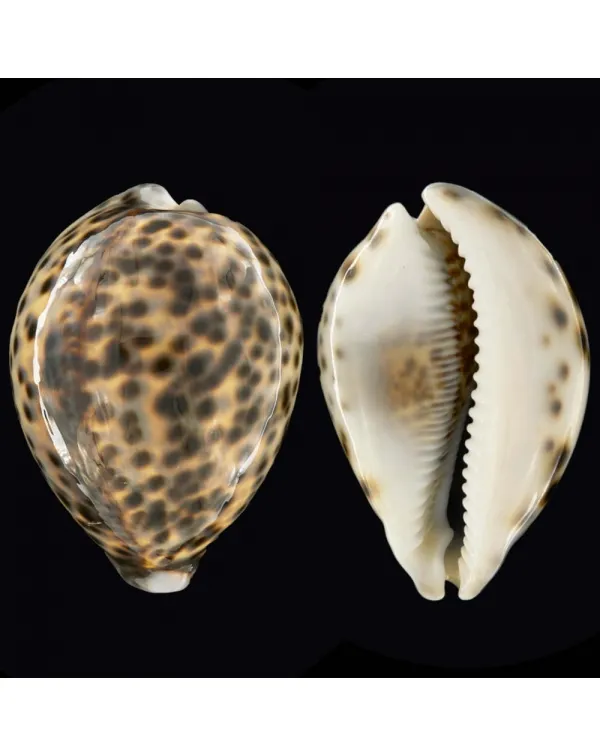 Cypraea Tigris Schilderiana