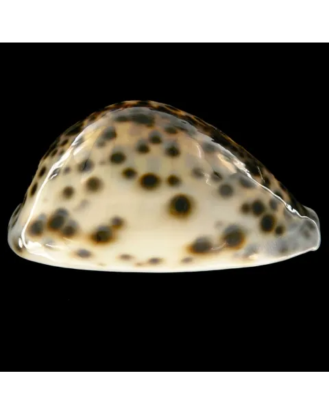 Cypraea Tigris Schilderiana