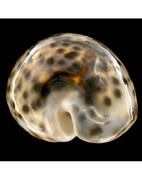 Cypraea Tigris Schilderiana